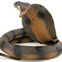 Profile picture of RR SNAKE UK